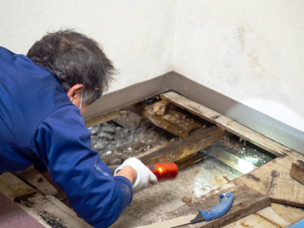 Best HVAC Mold Remediation in Goodrich, MI