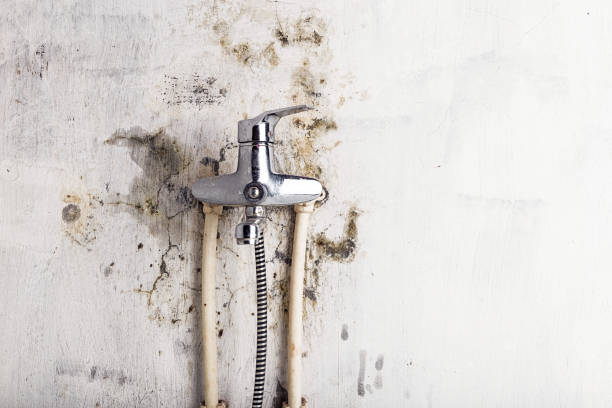 Best Kitchen Mold Remediation in Goodrich, MI