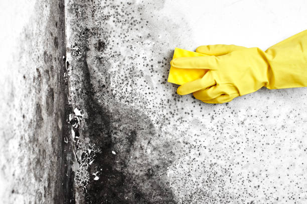 Best DIY Mold Remediation Support Services in Goodrich, MI