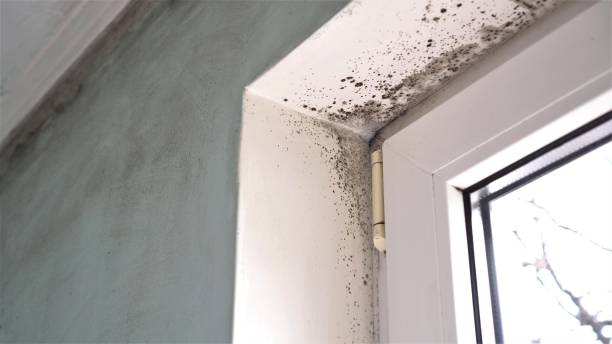 Best Industrial Mold Remediation in Goodrich, MI
