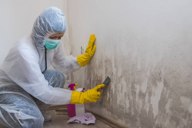 Best Post-Flood Mold Remediation in Goodrich, MI