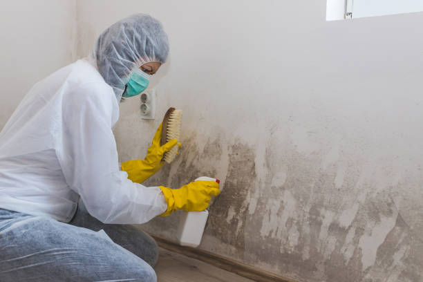 Goodrich, MI Mold Remediation Company