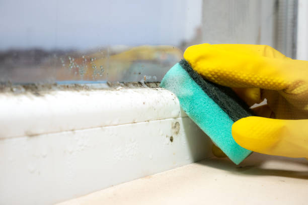 Best Residential Mold Remediation in Goodrich, MI