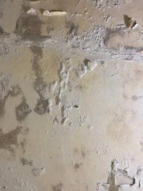 Best DIY Mold Remediation Support Services in Goodrich, MI