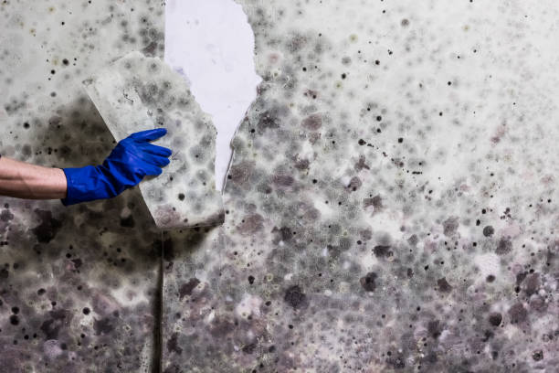Best Mold Remediation for Schools in Goodrich, MI