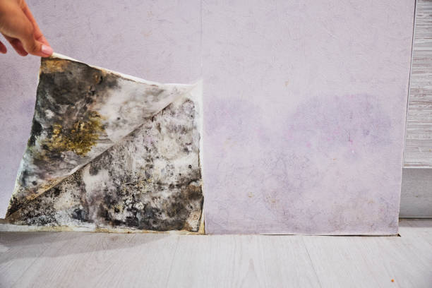 Professional Mold Remediation in Goodrich, MI